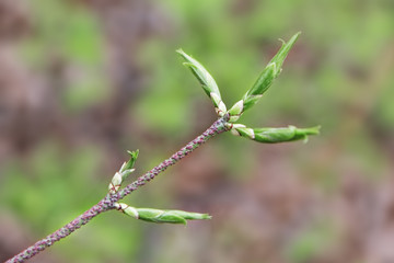 A branch of a young tree with blooming leaves