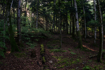 Morning сoniferous forest with rising sun.