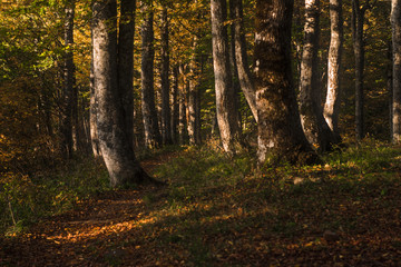 Path passing through the green forest lightened by bright sunlight.