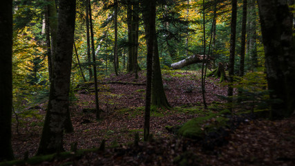 Obraz premium Morning сoniferous forest with rising sun.