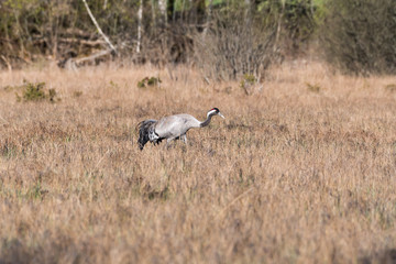 Common Crane, Grus grus, in a swedish wetland