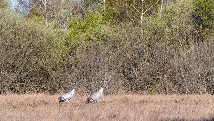 Two Common Cranes, Grus grus, in a swedish marshland