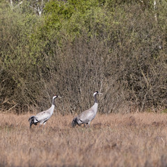 Obraz na płótnie Canvas Two Common Cranes, Grus grus, in a swedish swamp