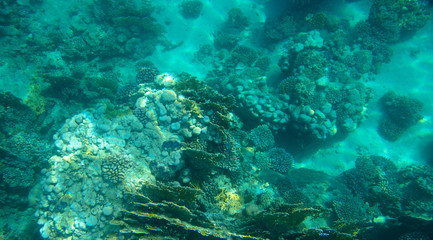 coral fish, coral reef, underwater