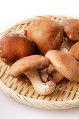 椎茸　Shiitake mushrooms