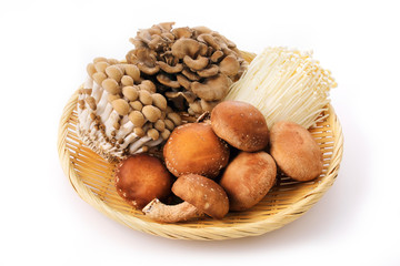 きのこの集合　Set of Japanese mushrooms