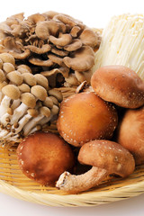 きのこの集合　Set of Japanese mushrooms