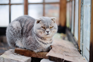 Cute grey cat near the window.