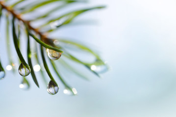 Drops of rain on the needles of the spruce branch close up. Spring nature background.