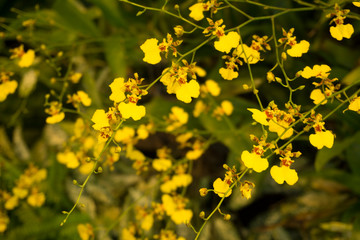 Fototapeta premium yellow flower beautiful fashion style