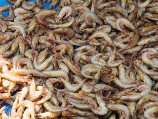 Morning catch of fresh shrimp, Kochi, Kerala, India