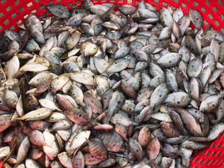 Small fish in a red fishing basket on the sand