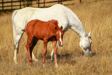 Horse foal in the summer with and without the mother Mare in a pasture..
