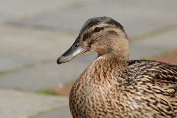 Duck Ente Tier Portrait Federkleid Heimisch Wasservögel Vogel Schnabel Augen Detail Tele Wildlife Natur Fauna Meer Ostsee