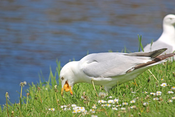 Seagull picking up a stone