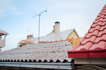 Naklejka premium Cute red cat on tiled roof of old house.
