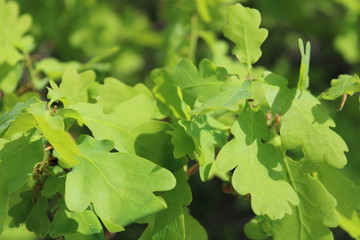 oak leaves branch of a tree with green leaves