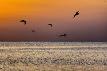 Fototapeta na wymiar northsea netherland yellow dark sunset with flying seagulls over seawater