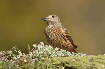 Hembra de roquero rojo en el campo