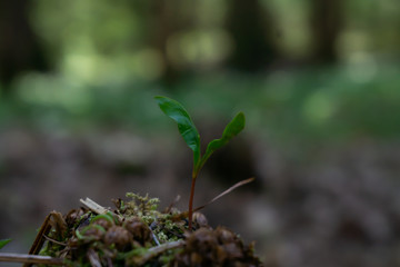 Young plants and leaves in the spring forest