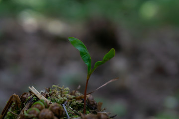 Young plants and leaves in the spring forest