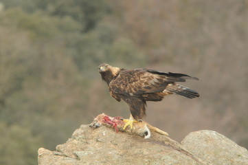 Aguila real adulta en la sierra abulense. España