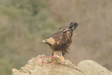 Aguila real adulta en la sierra abulense. España