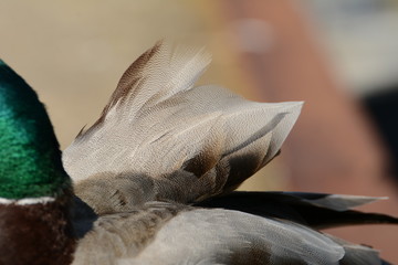Duck Ente Tier Portrait Federkleid Heimisch Wasservögel Vogel Schnabel Augen Detail Tele Wildlife Natur Fauna Meer Ostsee