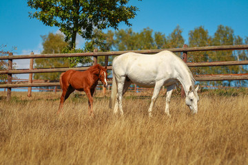 Horse foal in the summer with and without the mother Mare in a pasture..