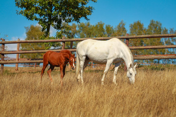 Horse foal in the summer with and without the mother Mare in a pasture..