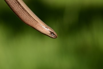 Blindschleiche Eidechse Echse Schlange Tier Portrait Wildlife Makro im Grünen Outdoor  Auge...