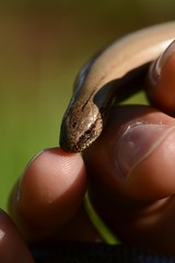 Blindschleiche Eidechse Echse Schlange Tier Portrait Wildlife Makro im Grünen Outdoor  Auge Gesicht Hand Finger Heimisch Tiere Reptil Bokeh