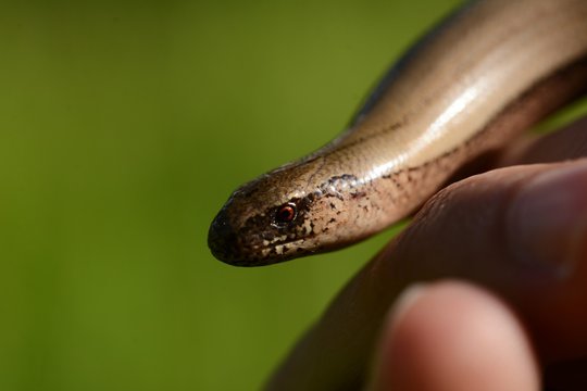 Blindschleiche Eidechse Echse Schlange Tier Portrait Wildlife Makro im Gr&uuml;nen Outdoor  Auge Gesicht Hand Finger Heimisch Tiere Reptil Bokeh