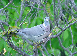 pigeon sitting on a tree