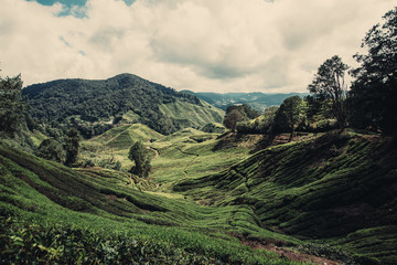 Tea plantation Cameron highlands, Malaysia