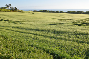 Green young corn in England