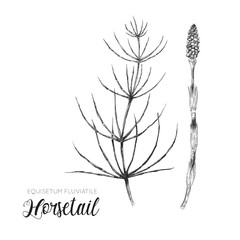 Horsetail - Equisetum