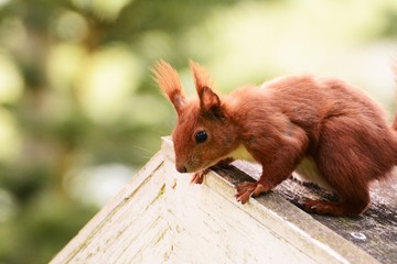 Eichhörnchen Eichhorn Squirrell Rot Orange Fell Tier Portrait Futtersuche Nahrung Wildlife Augen Heimisch Nagetier Nager Nüsse Baum - obrazy, fototapety, plakaty