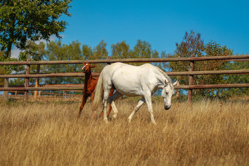 Horse foal in the summer with and without the mother Mare in a pasture..