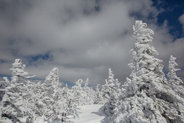 view in winter spruce forest, frozen mountain landscape, deep snow, frost on the trees