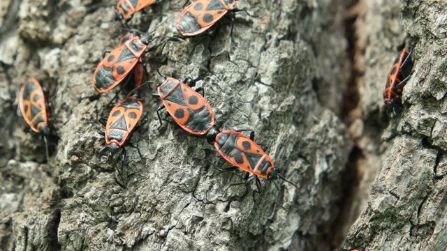 Group of the firebugs sit on the surface of the tree bark