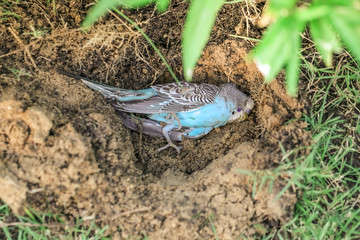 Beautiful birds died peacefully. Focus point, Cinema tone.