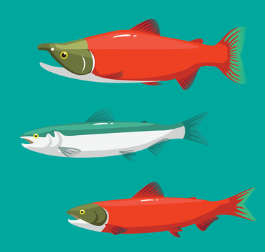 Salmon Colors Stage Changing Cartoon Vector Illustration