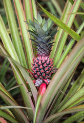 Obraz premium Red pineapple with green leaves growing in a flowerbed in a botanical garden with plants and spices in Sri Lanka