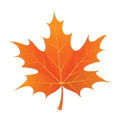 Isolated maple leave.Maple leaves in autumn. Vector EPS 10.