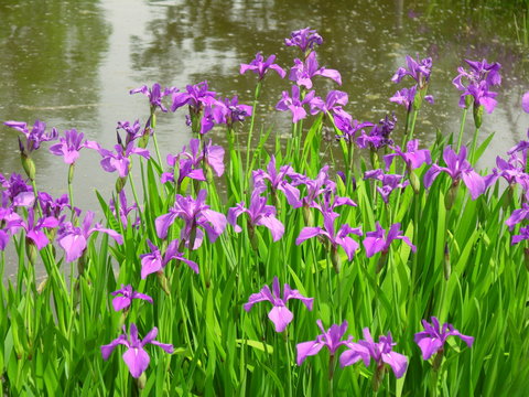 燕子花images Browse 171 Stock Photos Vectors And Video Adobe Stock