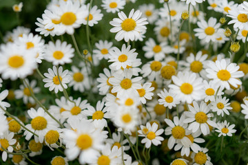 field of daisies in the forest
