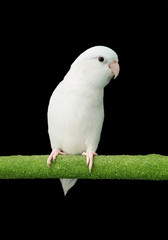 Bird parrot parakeet forpus american white color isolated on black background