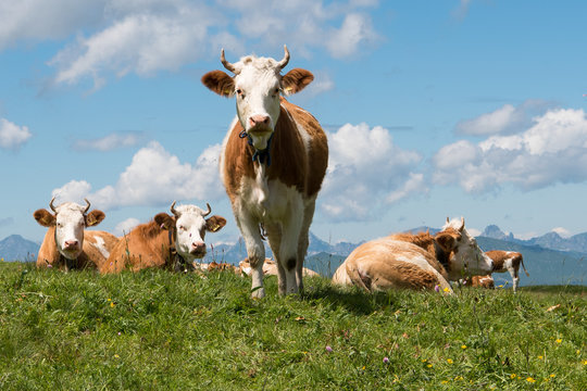 Simmenthaler Fleckvieh auf einer Alm im Berner Oberland - Diese  aus dem schweizer Simmenthal stammenden Rinder sind heute weltweit verbreitet. Sie wurden schon vor mindestens 1400 Jahren gez&uuml;chtet