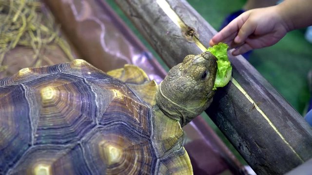 turtle is trying to get a food from kid and happy to see fresh green lettuce